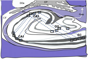 Diagram of a cross-section of the hippocampus at the level of the temporal horn of the right lateral ventricle. Arrows indicate indirect connections (blue dashed arrows) from the grid cells of the entorhinal cortex to the hippocampal place cells. These connections run first from the EC to the DG, then from the DG to CA1, from the CA1 to the CA3, and finally to the alveus and the fimbria (white arrows).31–34 Alv: alveus; CaT: tail of the caudate nucleus; CP: choroid plexi; DG: dentate gyrus; EC: entorhinal cortex; Fimb: fimbria; LV: lateral ventricle. Squares in the DG, CA3, and CA1 indicate the possible location of place cells; squares in the EC are the possible location of grid cells.