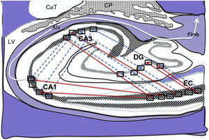Diagram of a cross-section of the hippocampus at the level of the temporal horn of the right lateral ventricle. Arrows indicate both direct (red solid arrows) and indirect (blue dashed arrows) connections between grid cells of the entorhinal cortex and the place cells of the DG, CA1, and CA3.26–34 Alv: alveus; CaT: tail of the caudate nucleus; CP: choroid plexi; DG: dentate gyrus; EC: entorhinal cortex; Fimb: fimbria; LV: lateral ventricle. Squares in the DG, CA3, and CA1 indicate the possible location of place cells; squares in the EC are the possible location of grid cells.