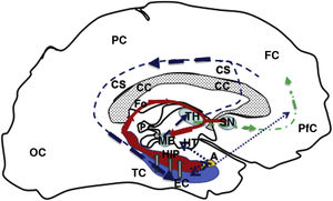 Diagram of a sagittal slice of the left telencephalon showing the Papez circuit. Modified from Kale and Frotscher.1 The circuit starts in the EC (blue), continuing (hollow grey arrows) towards the HIP (red), then via the fornix (red solid line) to the MB (blue), which is connected with the TH (blue) via the mammillothalamic tract (dark blue dashed line). From the TH, it connects with the PfC and CiC, and returns to the entorhinal cortex, closing the circuit (dark blue dashed line). Furthermore, the fornix (Fo) is connected with the contralateral Fo across the HC, and with the SN (ipsilateral and contralateral) via the WaC and PfC (green dashed and dotted line). Lastly, the hippocampus and entorhinal cortex connect with the amygdala, which in turn is connected with the HT and PfC (blue dotted line). A: amygdala; CC: corpus callosum; CiC: cingulate cortex; EC: entorhinal cortex; FC: frontal cortex; Fo: fornix; HC: hippocampal commissure; HIP: hippocampus; HT: hypothalamus; MB: mamillary body; OC: occipital cortex; P: pineal gland; PC: parietal cortex; PfC: prefrontal cortex; SN: septal nuclei; TC: temporal cortex; TH: thalamus; WaC: white anterior commissure.