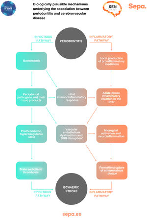 Potential biological mechanisms behind the perio-cerebrovascular disease association.