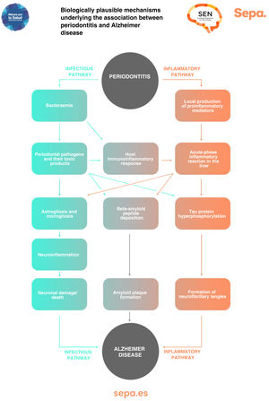 Potential biological mechanisms behind the perio-Alzheimer