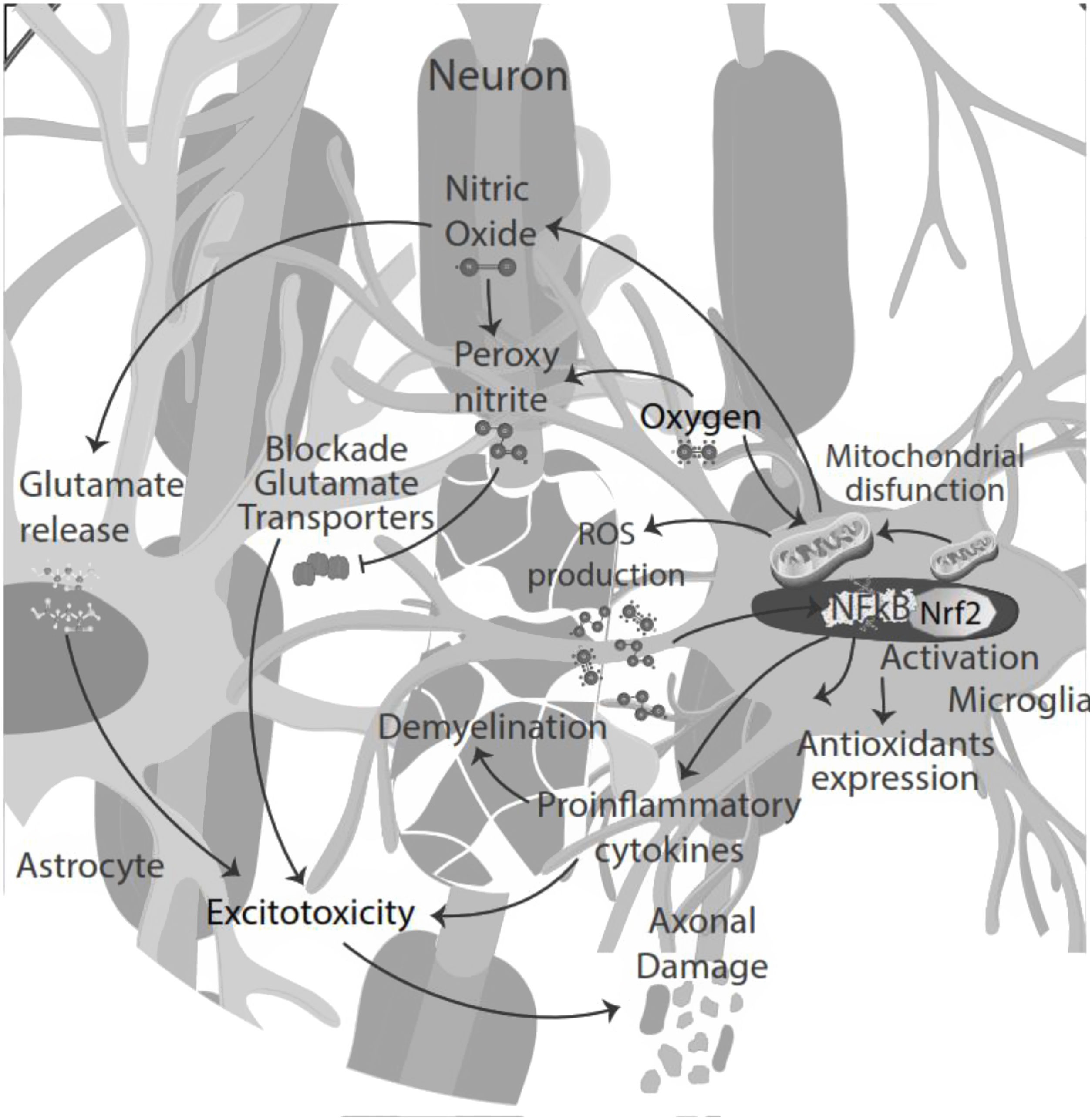 Relationship between inflammation and oxidative stress and its effect ...