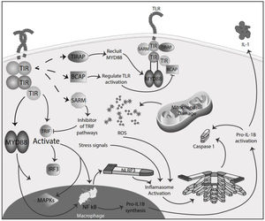 The DAMPS stimulus that activates the TLR to initiate the immune response is observed. We observe critical points in the signaling pathway that contribute to the inflammasome