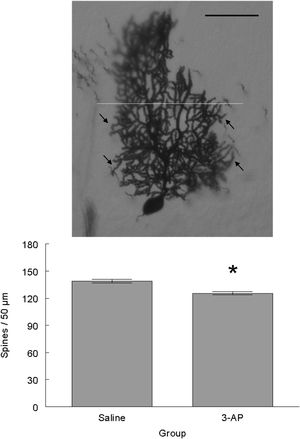 Dendritic spines were counted in branchlets (arrows) in the proximal half (dotted line) of the dendritic arbor of the Purkinje cells in lobules V–VII of the cerebellar vermis. Scale bar=150μm. The 3-AP-treated rats had fewer spines than those in the Saline group. Mean±S.E.M. P<0.05.