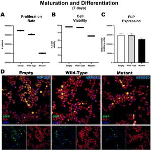 Maturation and differentiation of HOG cells transfected with TNFRSF1A (WT gene) and TNFRSF1A-R92Q (MT gene). Graphs A and B show the proliferation rates and cell viability rates of the cells transfected with the empty (EGFP only reporter), WT, and mutant plasmids. Interestingly, there is no difference between cells transfected with WT and empty plasmids, but when comparing those transfected with the mutant gene, a marked difference is observed in the degree of proliferation and cell viability. But when analyzing whether there were alterations in its maturation (expression of myelin PLP) (C and D), no differences were found in its expression at 7 days.