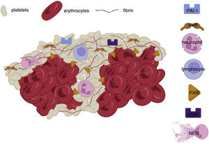 Diagram of thrombus composition showing the interface between platelet-/fibrin-rich areas and 2 erythrocyte-rich areas. Multiple inflammatory and haemostatic agents are located in the core of platelet-rich areas, which are involved in thrombus formation.