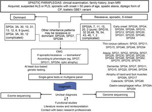 Flow diagram showing the genetic diagnosis process of hereditary spastic paraplegia. Modified from Angelini et al.,4 with permission. ALS: amyotrophic lateral sclerosis; CP: cerebral palsy; EMG: electromyography; MRI: magnetic resonance imaging; PLS: primary lateral sclerosis. *Metabolic disorders: methylenetetrahydrofolate reductase deficiency and hyperhomocysteinaemia (type III homocystinuria); methylmalonic acid and orotic acid in urine; pyrimidines in urine; total plasma homocysteine (cobalamin C disease); plasma ammonia (urea cycle disorders); biotinidase; phenylketonuria; hyperglycinaemia (glycine encephalopathy); folate; urinary carnosinase (homocarnosinosis); lactate; aconitase, very–long-chain fatty acids (adrenomyeloneuropathy); cholesterol and triglycerides; cholestanol (cerebrotendinous xanthomatosis); amino acids (citrulline, proline, ornithine, arginine, lysine, cysteine); gonadotropins; manganese; amino acids, ribitol, and d-arabitol in the cerebrospinal fluid; and nutrition disorders (copper, vitamin B12, vitamin E, β-tocopherol).