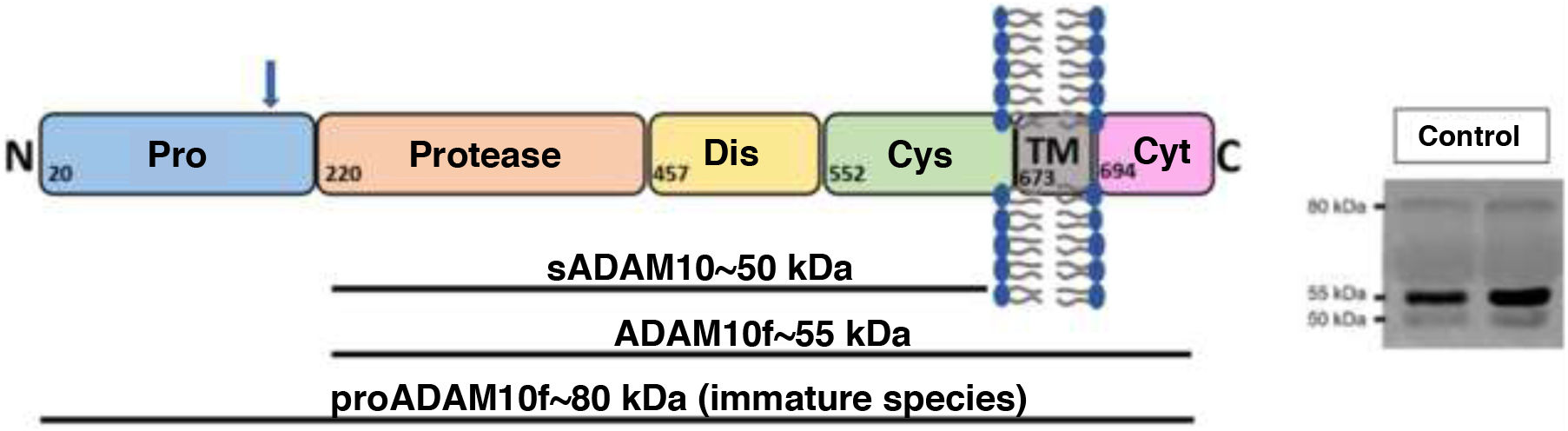 fig0010