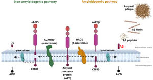 Amyloidogenic and non-amyloidogenic pathways of APP processing. Created using the Biorender software.