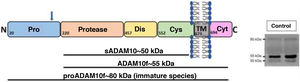 The type I transmembrane protein ADAM10. Figure captions: A) Diagram depicting the domains of the type I transmembrane protein ADAM10. The arrow indicates the prodomain region where the 3 variants described as pathogenic are located. B) Western blotting for ADAM10 in CSF samples from controls, using a specific antibody kit for the ADAM10 central region, which is common to all variants. Cys: cysteine; Cyt C: cytoplasmic C terminal; Dis: disintegrin; Pro: prodomain; TM: transmembrane.