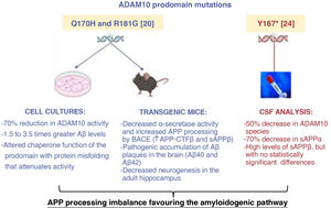 Experimental studies on the impact of ADAM10 variants. Summary of the experimental studies performed to establish the functional impact of ADAM10 variants described in families with AD. All studies report an imbalance in APP processing, with an increase in processing through the amyloidogenic pathway.