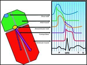 The fast response cardiac action potential is responsible for atrial (green), Purkinje (purple) and ventricular (red) depolarization and conduction.