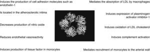C-reactive protein is not merely a marker of the atherosclerotic inflammatory process but also plays an active role in the pathogenesis of atherosclerosis.