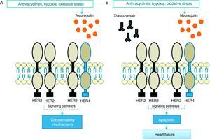 In response to oxidative stress, neuregulin activates compensatory mechanisms via HER2 receptors (A); in the presence of trastuzumab, HER2/HER2 and HER2/HER4 dimers are blocked and the compensatory mechanisms are inactivated, leading to apoptosis and heart failure (B).