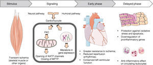Diagram of the different phases and respective pathophysiological mechanisms involved in myocardial remote ischemic preconditioning. Figure produced using Servier Medical Art. MPTP: mitochondrial permeability transition pore; PKC: protein kinase C.
