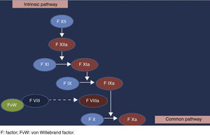 Diagram showing the intrinsic pathway of the coagulation cascade.