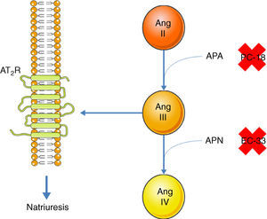 Promotion of natriuresis via activation of the AT2R by Ang III. Ang II does not promote natriuresis until it has been converted to Ang III by APA. Ang III is then converted by APN to Ang IV, which does not trigger natriuresis. APA can be inhibited by PC-18 and APN by EC-33. AT2R: angiotensin receptor type 2; Ang II: angiotensin II; Ang III: angiotensin III; Ang IV: angiotensin IV; APA: aminopeptidase A; APN: aminopeptidase N.