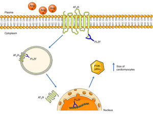 AT2R signaling pathway via activation of PLZF. Following activation of the AT2R, PLZF binds to its C-terminus and both undergo endocytosis. The vesicle translocates to the nucleus, which PLZF enters, while the AT2R remains in the perinuclear region. PLZF promotes the transcription of PI3K-p85α, which is associated with cardiac hypertrophy. AT2R: angiotensin receptor type 2; Ang II: angiotensin II; PLZF: promyelocytic zinc finger protein; PI3K p85α: phosphatidylinositol-3 kinase-p85α.