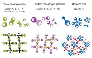 Galectin family members and formation of galectin-glycan lattices. Reproduced with permission from Yang et al.8