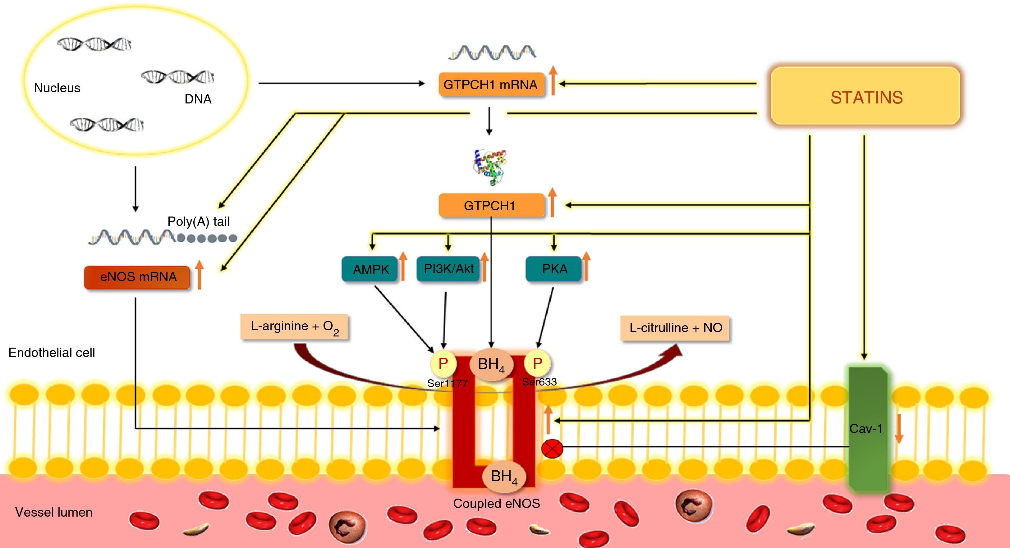 Statins and oxidative stress in chronic heart failure | Revista ...