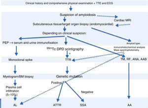 Diagnostic algorithm of cardiac amyloidosis. AAB: autoantibodies; ANA: antinuclear antibodies; BM: bone marrow; ECG: electrocardiogram; MRI: magnetic resonance imaging; PEP: protein electrophoresis; RF: rheumatoid factor; TM: tumor markers; TTE: transthoracic echocardiogram; TTR: transthyretin.