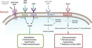 Mechanisms of action of neprilysin and natriuretic peptides, in parallel with the renin-angiotensin-aldosterone system (adapted from Bayés-Genís et al.13).