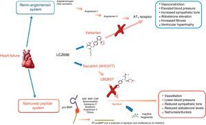 Mechanism of action of LCZ696 (from Vardeny et al.25).
