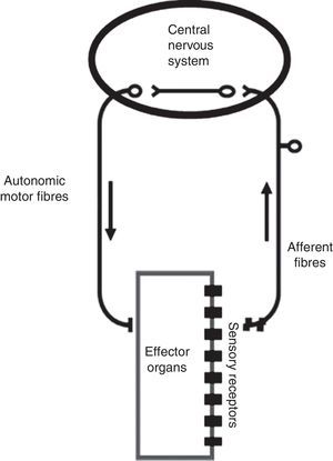 The autonomic reflex arc. The morphological relations between its different components are shown. The autonomic motor fibers include sympathetic, parasympathetic and enteric fibers. Adapted from Rocha.106