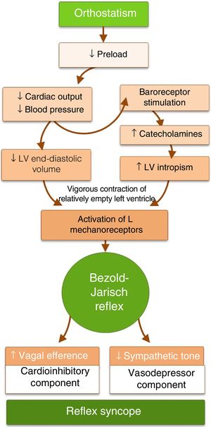 Pathophysiology of the Bezold–Jarisch reflex as a mechanism of reflex syncope. LV: left ventricular.