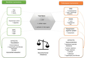 Schematic representation of the neurohormonal systems involved in heart failure and their main effects. ↑: increased; ↓: decreased; AII: angiotensin II; ANP: atrial natriuretic peptide; BNP: brain-type natriuretic peptide; LVEF: left ventricular ejection fraction; NPS: natriuretic peptide system; PG: prostaglandin; RAAS: renin-angiotensin-aldosterone system; SNS: sympathetic nervous system.