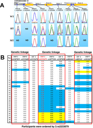 A preliminary identification of PIN1 SNP linkage in patients with ...