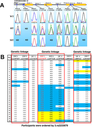 (A) Genotyping examples of PIN1 single nucleotide polymorphisms (SNPs). WT: wild type; HT: heterozygous type; MT: mutant type; ND: not detected; (B) gene sequencing results and linkage patterns of PIN1 SNPs. White: wild type; blue: heterozygous type; yellow: mutant type.