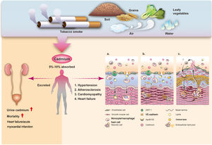 Illustration of the relationship between cadmium and cardiovascular disease, from absorption (top) to excretion (lower left), and the potential mechanisms of increasing atherosclerosis and major adverse events (lower right). Cadmium may be transported into endothelial cells of vessel walls, including passive and/or active transport through membrane channels, paracellular diffusion (1a), causing endothelial cell death and inflammation. Other processes lead to accelerated atherosclerosis through the monocyte-macrophage lineage, and result in oxidative stress and lipid oxidation in the vessel wall. Foam cells secreting cytokines promote inflammation (1b) and atherosclerotic plaque formation (1c).