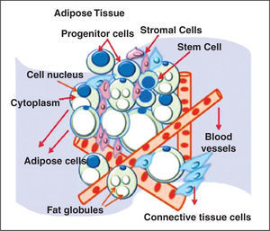 – Figure illustrating adipose tissue-derived adult stem cell niche
