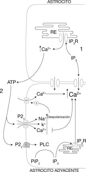 Propagación de las ondas de calcio entre astrocitos 1) La activación de astrocitos adyacentes es llevada a cabo por el IP3 (y probablemente el Ca2+) el cual puede pasar por los canales formados por las uniones comunicantes. 2) Incrementos en la [Ca2+]i, liberan ATP del astrocito el cual activa canales purinérgicos de astrocitos vecinos (Adaptada de Castonguay et al.44).