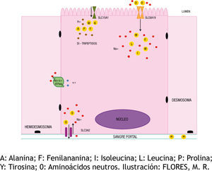 Absorción intestinal de aminoácidos neutros