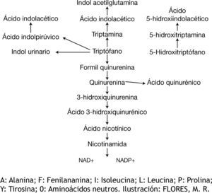Metabolismo del triptófano