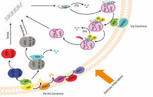 Vías de señalización de NF-κB