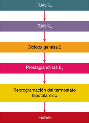 Participación del sistema RANKL – RANK- COX-2 en la reacción febril