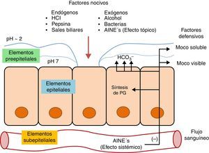 Mecanismos defensivos y factores agresivos de la mucosa gástrica.