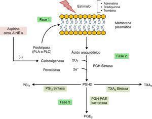 Proceso biosintético de prostanoides a partir de icosanoides.