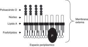 Membrana externa de la pared celular de Brucella. P: proteínas.