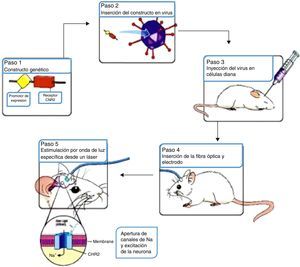 Resumen del procedimiento optogenético. Fuente: G, N, et al.10