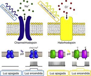 Proteínas sensibles a la luz ChR (izquierda) y NpHR (derecha). Fuente: Natasha et al.12.