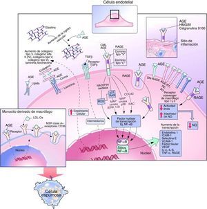 Efectos intracelulares y extracelulares de los productos finales de glicación avanzada. Modificada de Goldin et al.10.