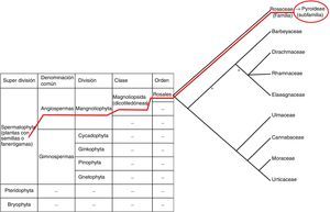 Esquema de encuadre taxonómico del género Crataegus spp. Elaboración propia.