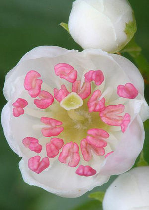 Flor de Crataegus monogyna. En general en el género, flores blancas y con fuerte olor. Extraído de: https://www.flickr.com/photos/xema-romero/3735383266/?&cuid=65ed78e100ed03427cccbebc9f8087a6.