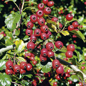 Fruto de Crataegus laevigata. En general en el género, frutos carnosos y de poco sabor, que presentan colores que van desde el amarillo hasta el negro, pasando por el rojo. Extraído de: http://www.dobies.co.uk/Garden/Flowers/Trees+and+Shrubs/Crataegus+laevigata+Tree+-+Pauls+Scarlet_240589.htm.