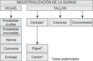Usos del tallo y hoja.