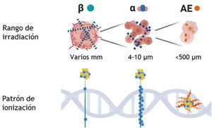 Diagrama de rango de irradiación celular del ADN según el tipo de emisión del radionúclido. AE: electrones Auger. Imagen adaptada de Bolcaen et al.6.